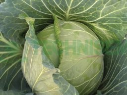 Legumes Feuilles &raquo; Chou